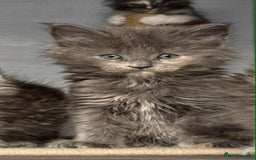 Maine Coon cats for sale: TICA registered large Maine Coon kittens - Image 6