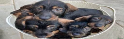 Dachshund dogs for sale: Wirehaired Dachshund Teckel KC registered puppies  - Advert 3