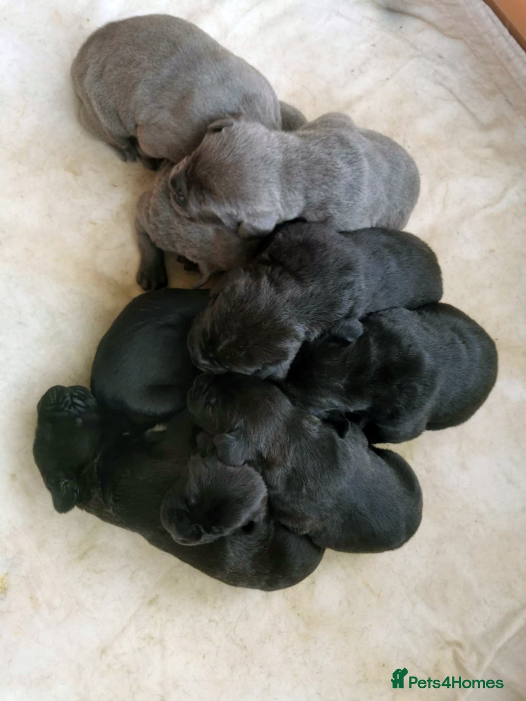 Cane Corso dogs for sale: Cane Corso Puppies from Exceptional Bloodlines - Advert 3