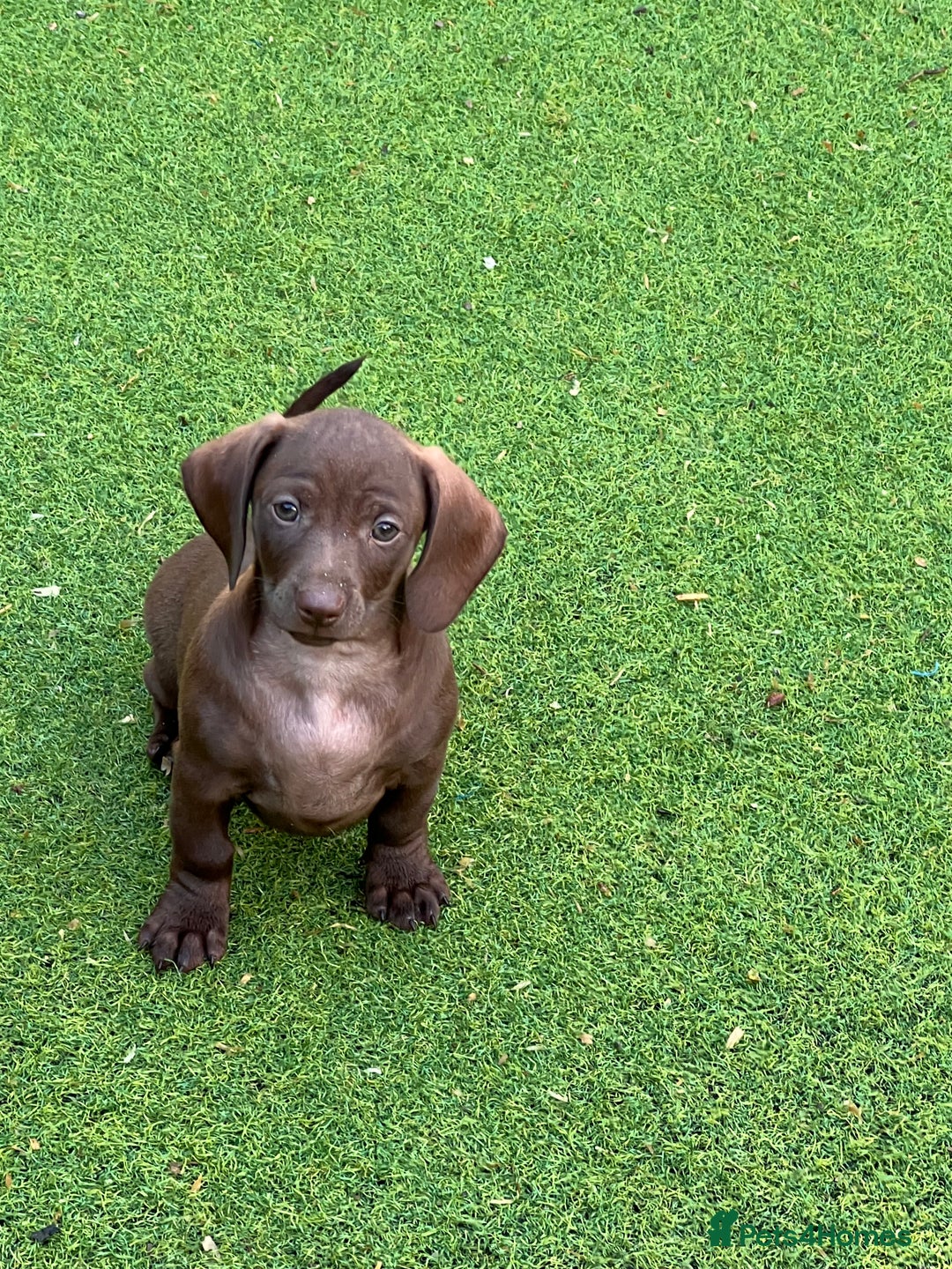 Dachshund dogs for sale: Min dachshund x teckel ( standered dachshund) - Image 26