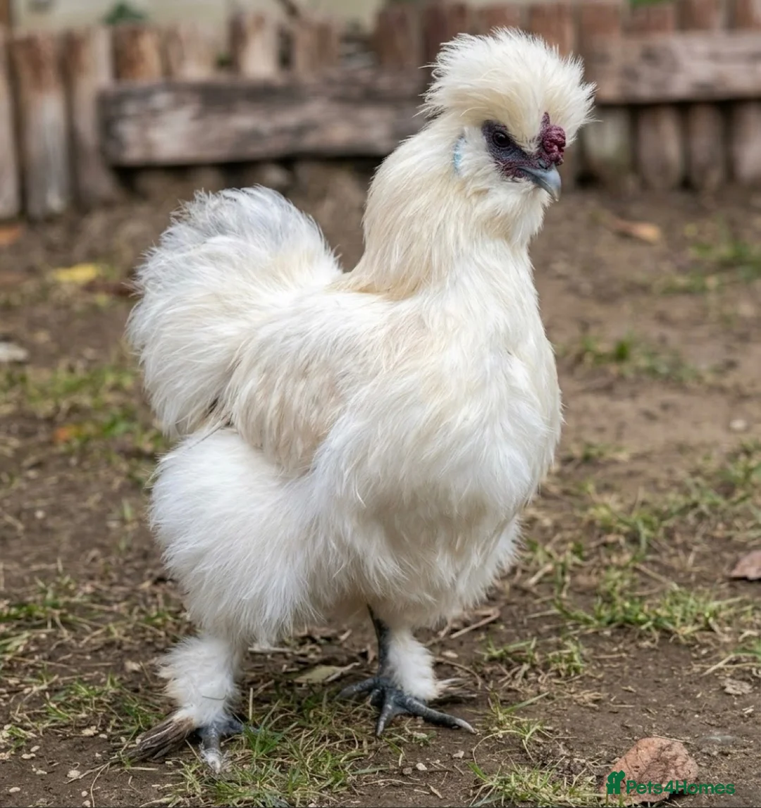 Chickens poultry for sale: 🐥💕 Beautiful Silkies, Mum & 8 Chicks for Sale in Twickenham - Advert 7