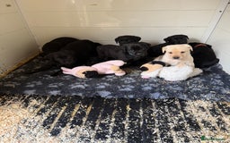 Labrador Retriever dogs for sale: Black pedigree Labradors only 3 girls available  - Image 9