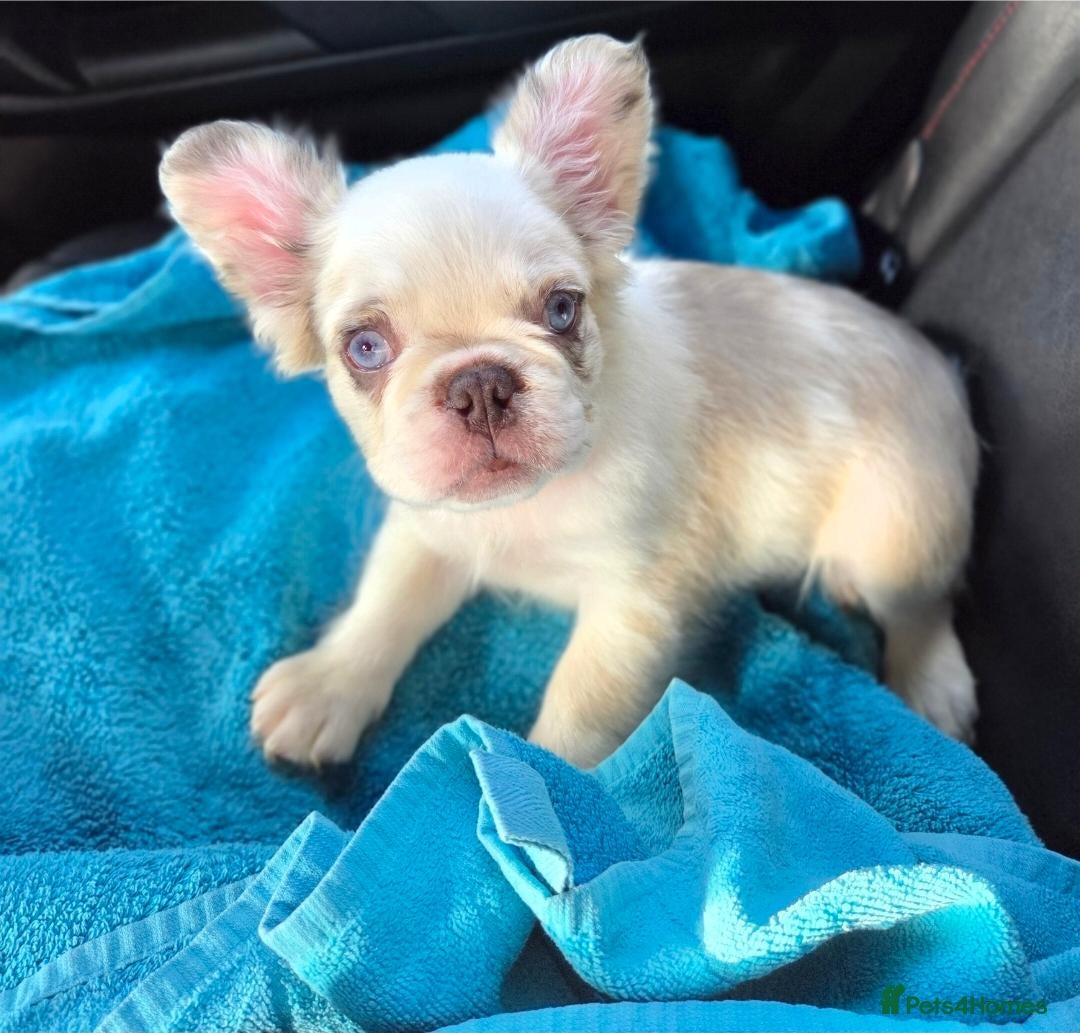 French Bulldog dogs Fluffy boy French Bulldog  - Advert 9
