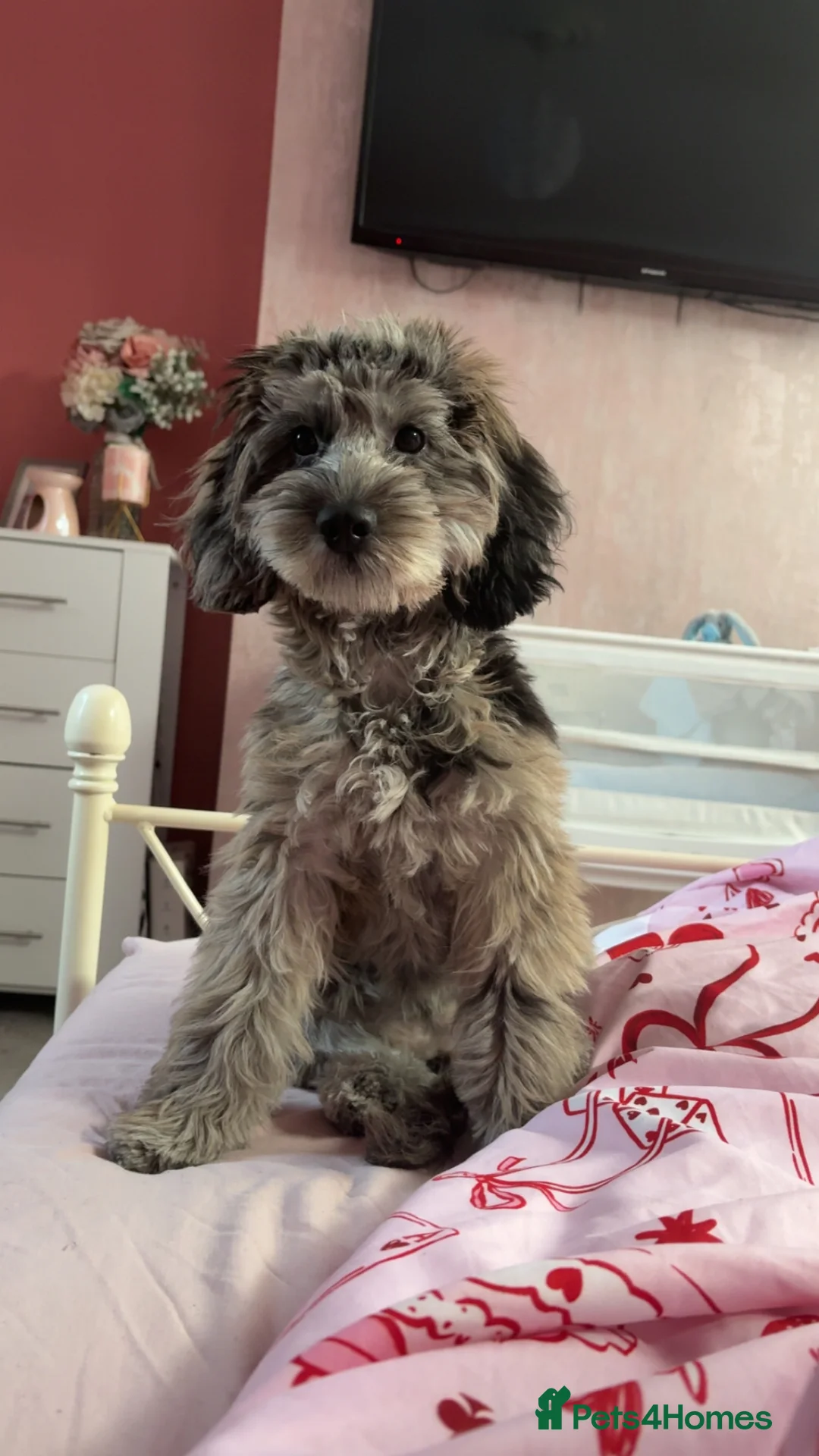 Cockapoo dogs for sale: merle cocapoo  - Advert 8