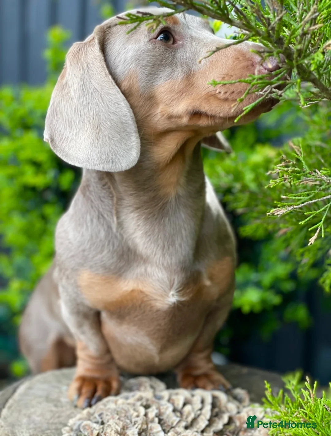 Miniature Dachshund dogs for stud: Award winning Breeder-KC lilac/Isabella Tan Smooth - Advert 2