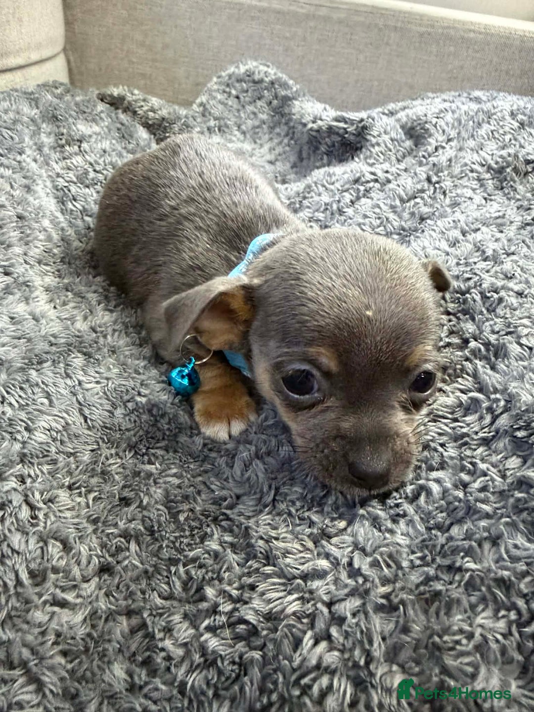 Chihuahua dogs for sale: CHIHUAHUA PUPPIES  - Advert 4