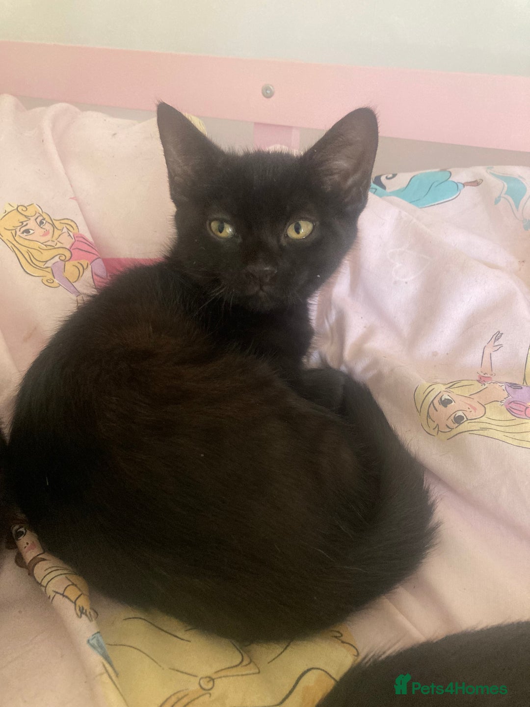 Mixed Breed cats for sale: Sphynx cross kittens  - Image 8