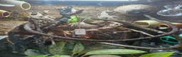 Gecko reptiles for sale: Mourning gecko set up - Advert 4