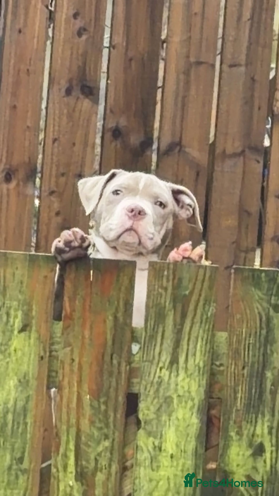 American Bully dogs Pocket bully  - Advert 1