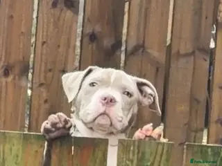 American Bully dogs Pocket bully - Advert 1