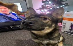 Mixed Breed dogs for sale: 3 year old German Shepard Akita mix male - Image 6