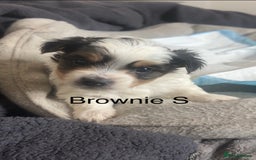 Biewer Terrier dogs for sale: Beautiful Biewer puppies for sale  - Image 4