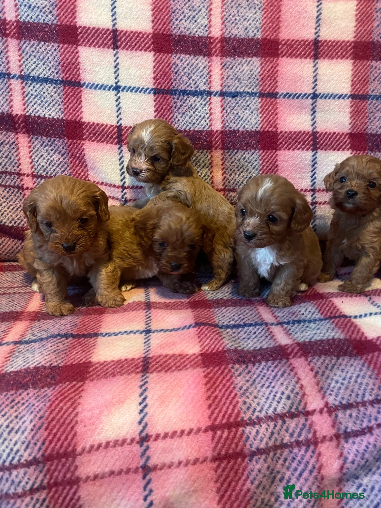 Cavapoo dogs Beautiful Ruby toy cavapoos  - Advert 2