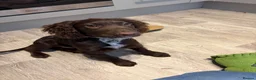 Mixed Breed dogs for sale: Rolo.  in Bampton - Advert 1