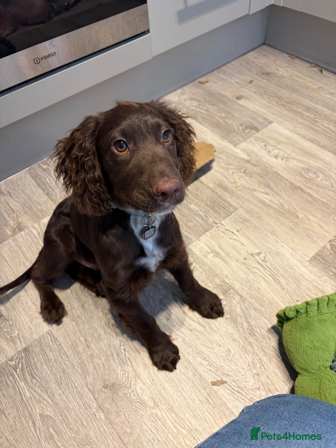 Mixed Breed dogs for sale: Rolo.  in Bampton - Advert 1