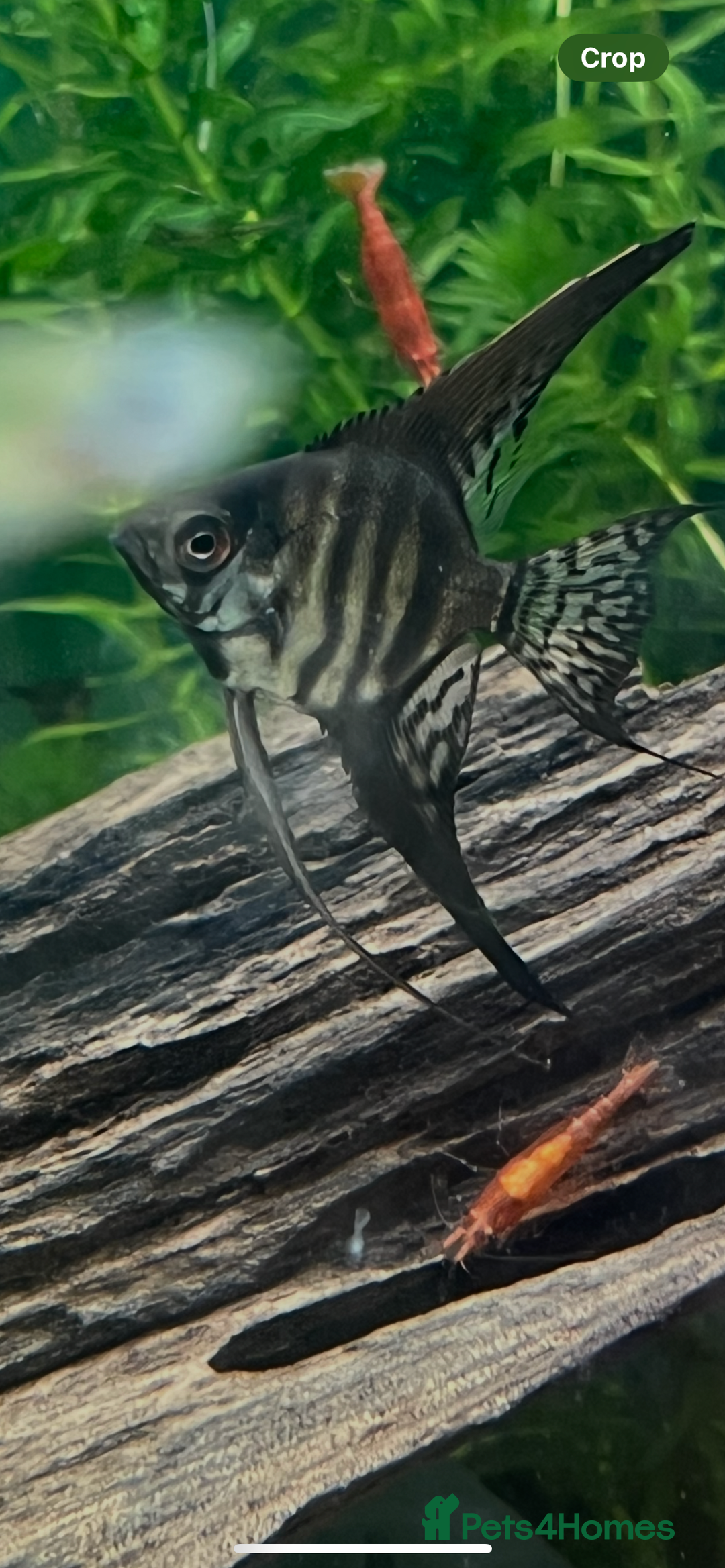 Angelfish fish for sale: Black long & shortfin ghost pinoys angelfish - Image 5
