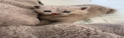 British Shorthair cats for sale: 🩷8 week old Lilac British Shorthair kitten🩷 - Advert 3