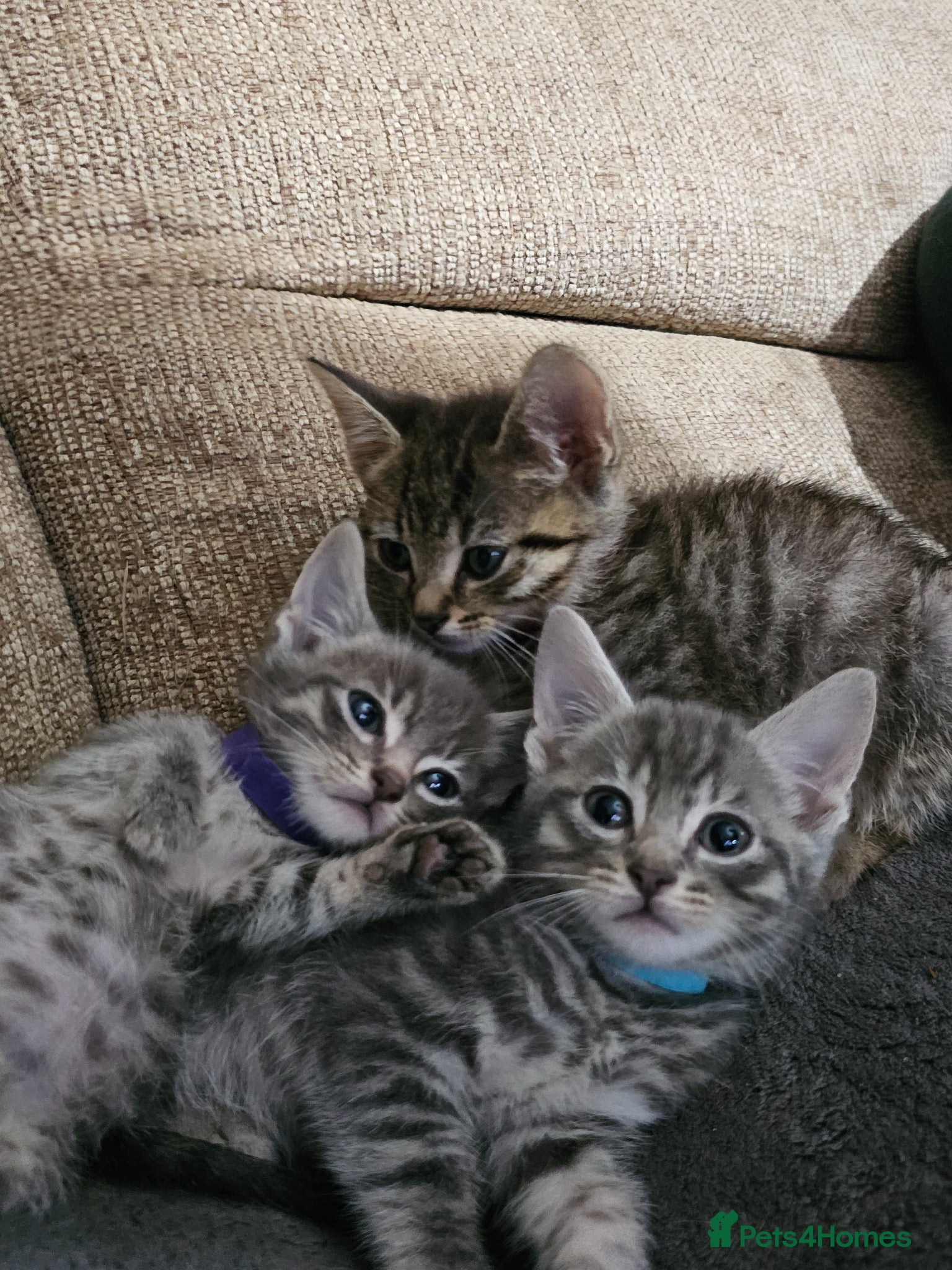 Mixed Breed cats Adorable Grey kittens for sale  - Advert 1