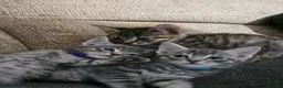 Mixed Breed cats for sale: Adorable Grey kittens for sale  - Advert 2