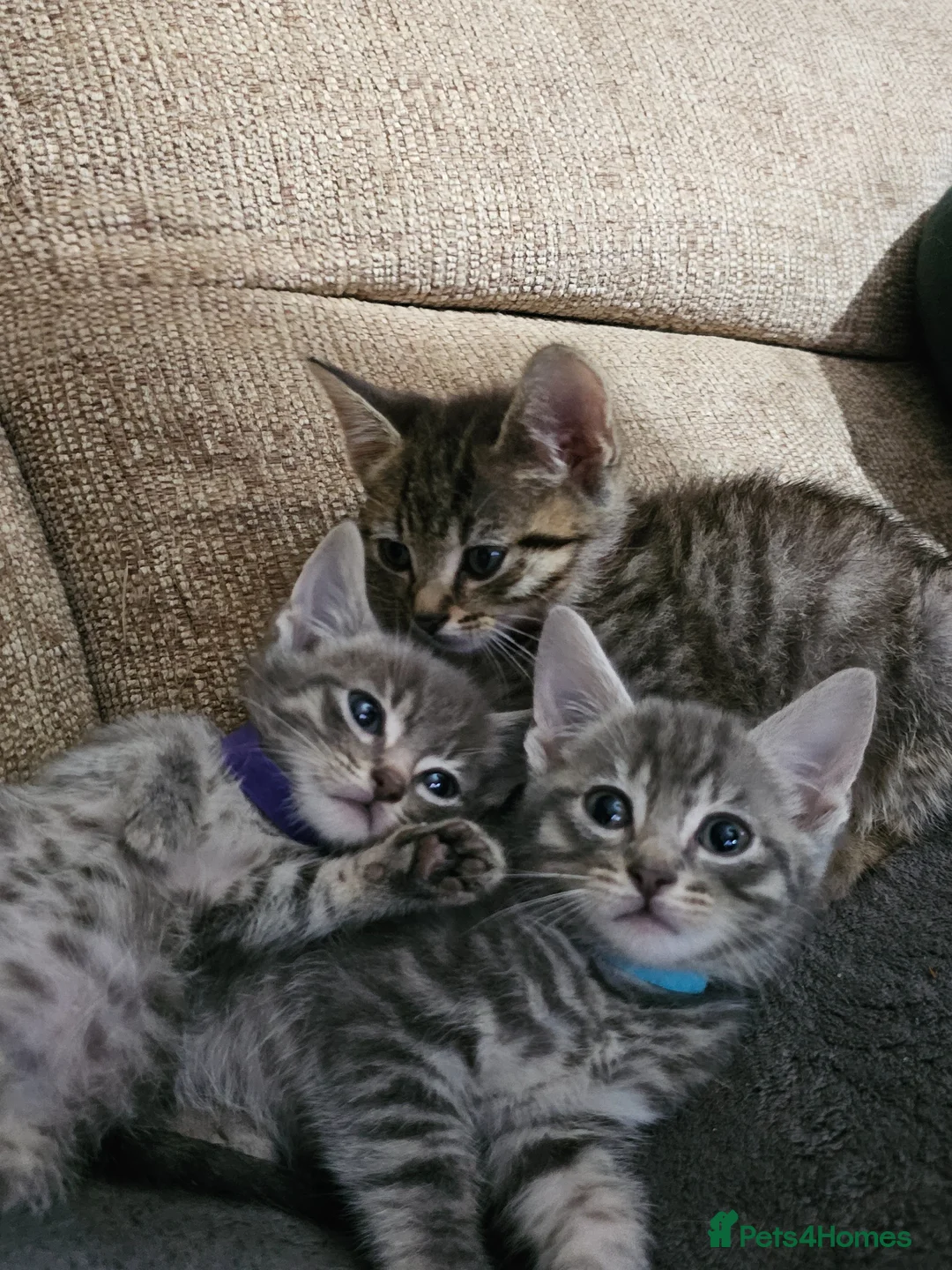 Mixed Breed cats for sale: Adorable Grey kittens for sale  - Advert 2