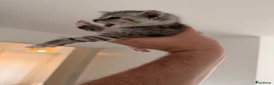 Tigeress
