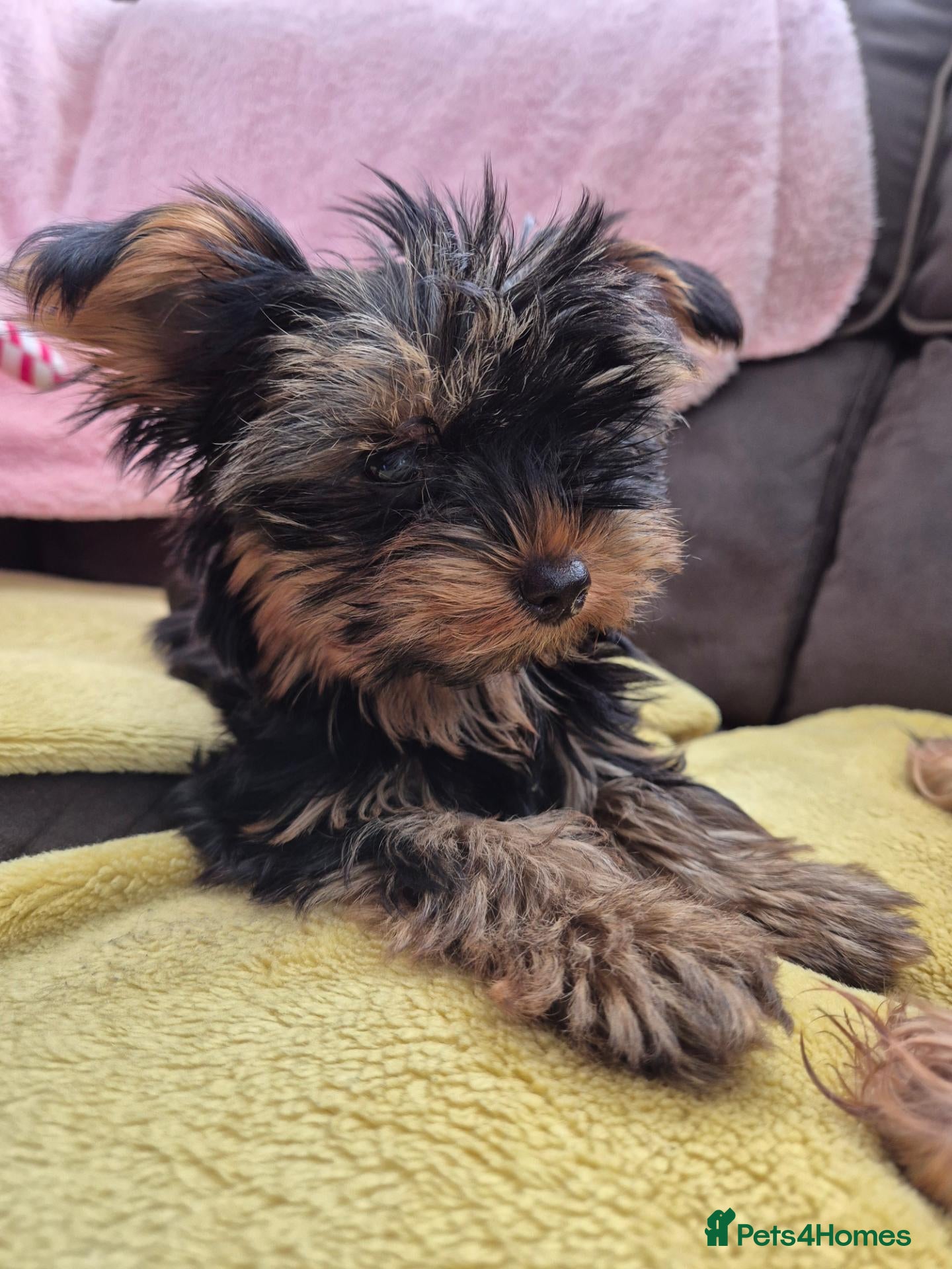 Yorkshire Terrier dogs 🐾 Beautiful Yorkshire Terrier Girls - Advert 2