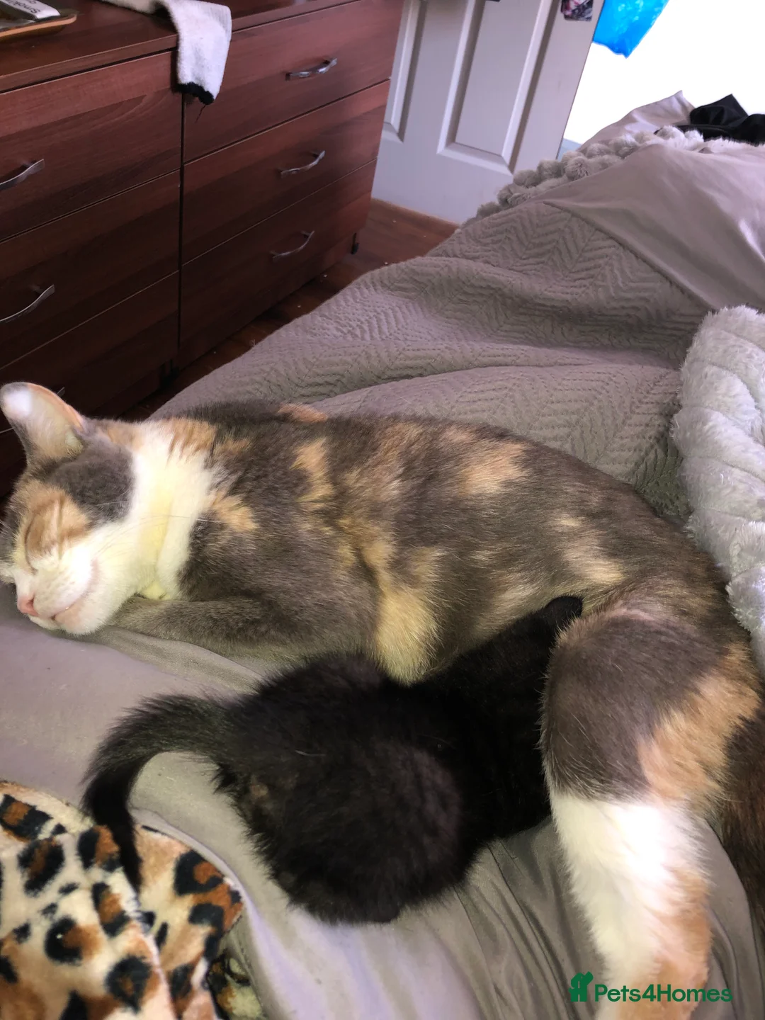 Mixed Breed cats for sale: 7 Beautiful Kittens🥰 in Birmingham - Advert 2