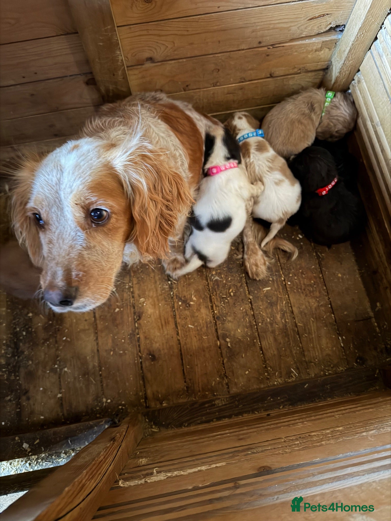 Cocker Spaniel dogs Cocker spaniel pups  - Advert 2