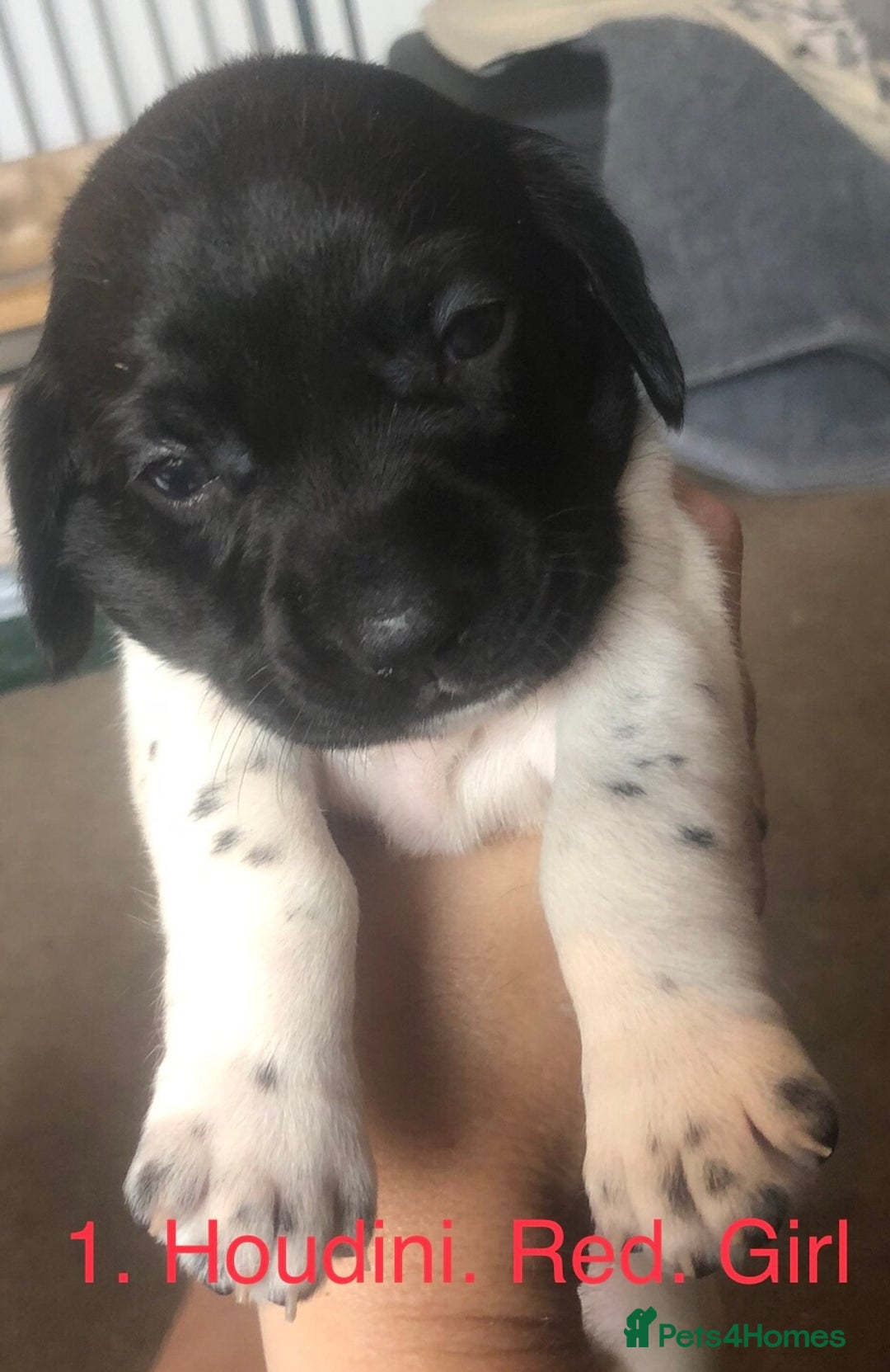 Mixed Breed dogs for sale: Miniature dachshund x springer spaniel puppies  - Image 12