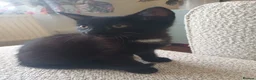 Mixed Breed cats for sale: Kitten girl  - Advert 3