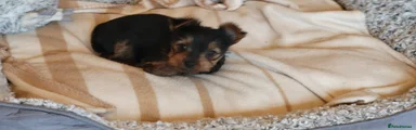 Yorkshire Terrier Puppy 3