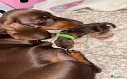 Miniature Dachshund dogs for sale: Miniature dachshund pups for sale 2 boys 1 girl  - Image 31