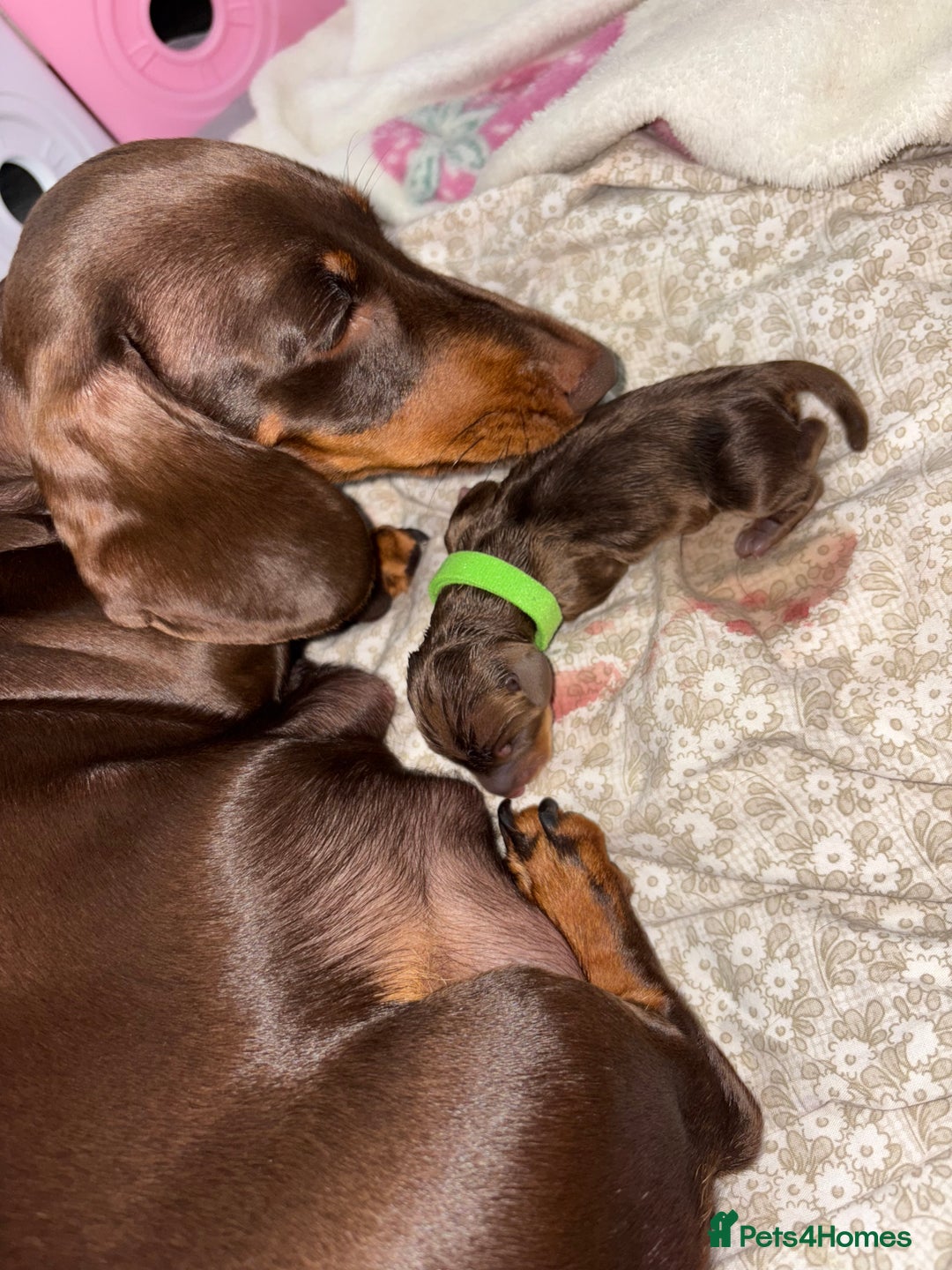 Miniature Dachshund dogs for sale: Miniature dachshund pups for sale 2 boys 1 girl  - Image 31
