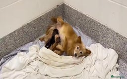 Pomeranian dogs for sale: Pomeranian puppy  - Image 8