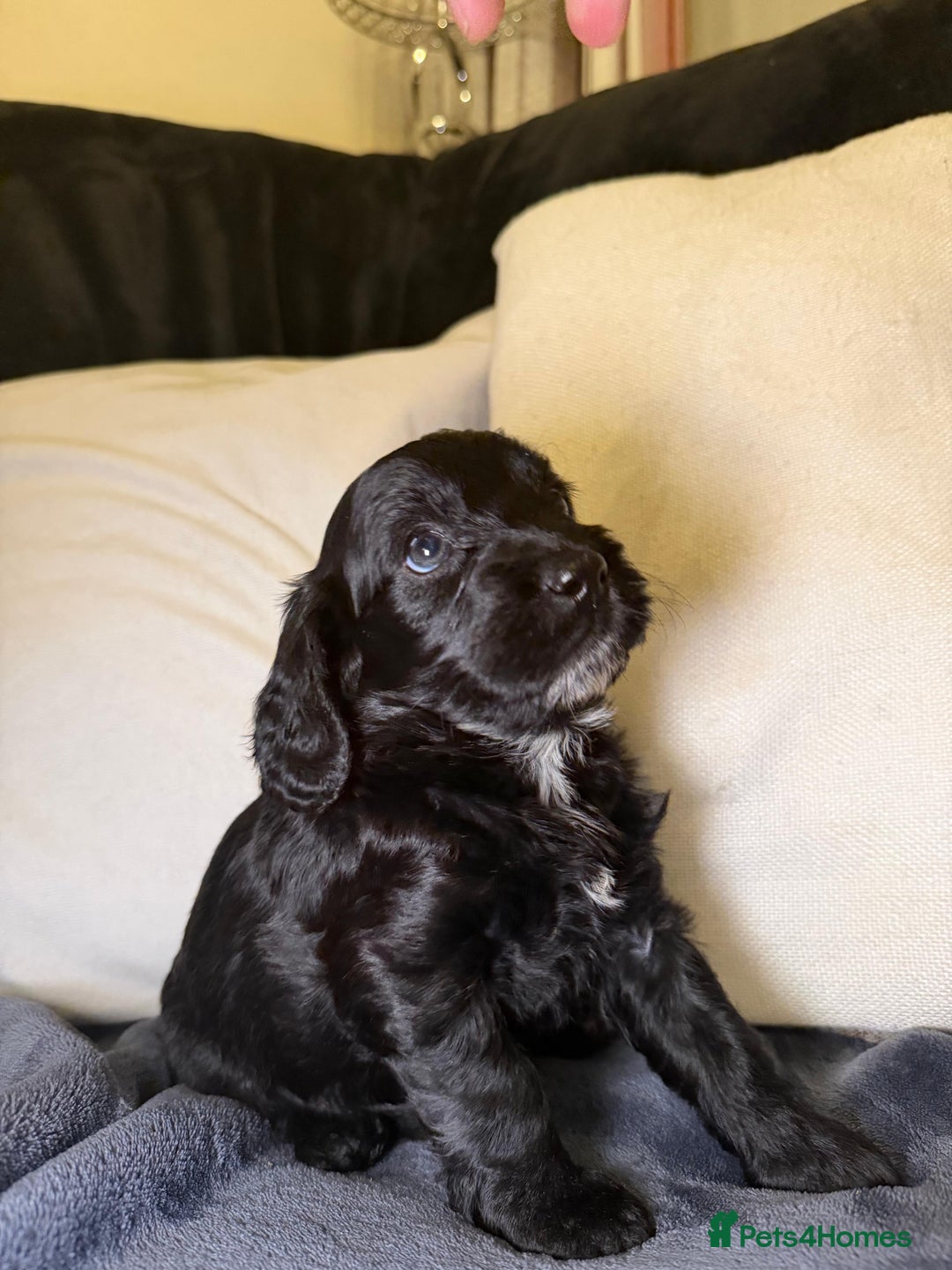 Cockapoo dogs for sale: Cockapoo puppies for sale - Advert 4