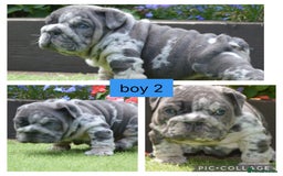 English Bulldog dogs for sale: Outstanding English bulldog puppies  - Image 3