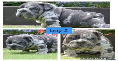 English Bulldog dogs - Advert 3