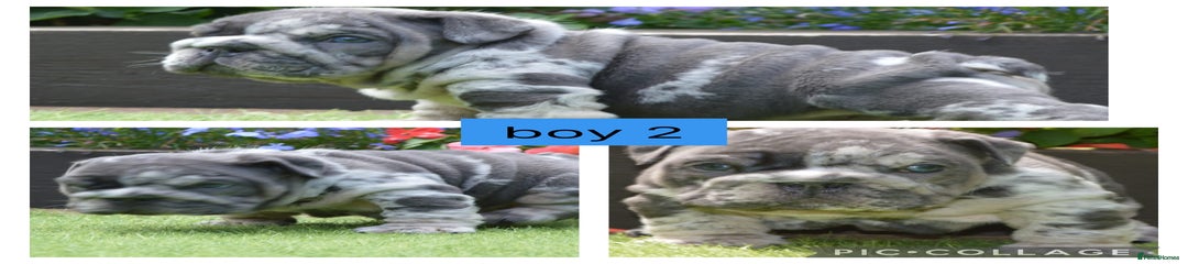 English Bulldog Puppy 2