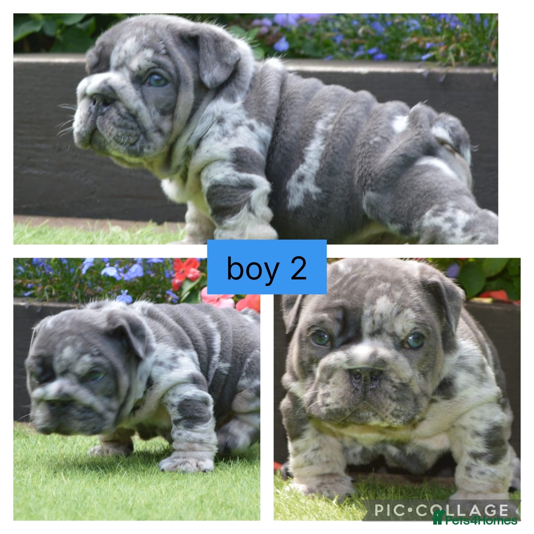 English Bulldog dogs for sale: Outstanding English bulldog puppies  - Image 3