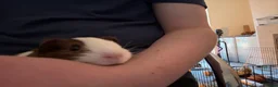 Guinea Pig rodents for sale: 5 guinea pigs  - Advert 5