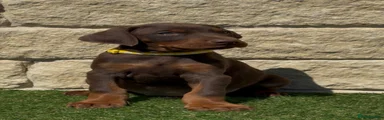 Dobermann Puppy 3