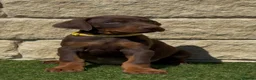 Dobermann dogs for sale: Full European Pedigree Dobermans in Maldon - Advert 6