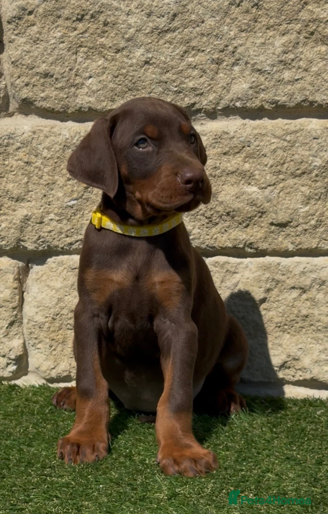 Dobermann dogs for sale: Full European Dobermans - Advert 17
