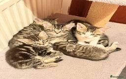 Mixed Breed cats for sale: Tabby Kittens for Sale  - Image 4