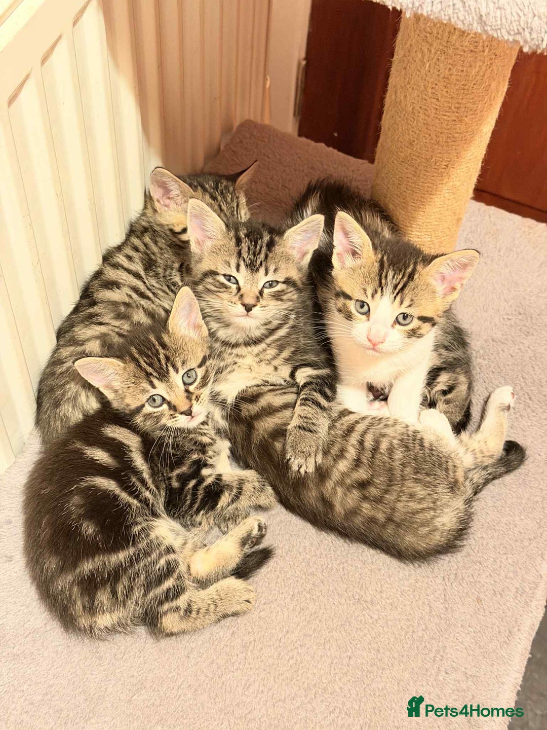 Mixed Breed cats for sale: Tabby Kittens for Sale  - Image 4