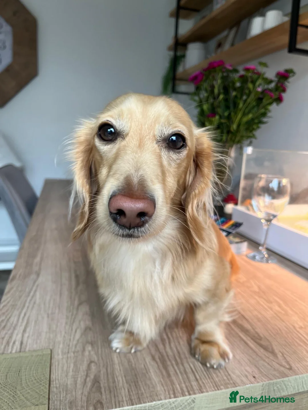 Miniature Dachshund dogs for stud: DNA health tested miniature dachshund  - Advert 3