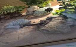 Leopard Gecko reptiles for sale: Tank included 3 female leopard geckos - Image 5
