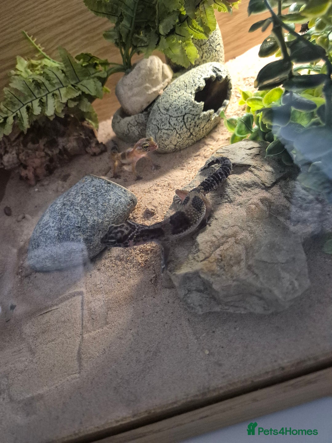 Leopard Gecko reptiles for sale: Tank included 3 female leopard geckos - Image 5