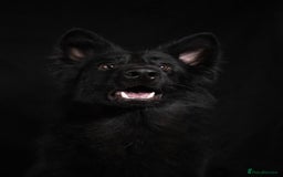 German Shepherd dogs for sale: Long coat black German shepherd  - Image 5
