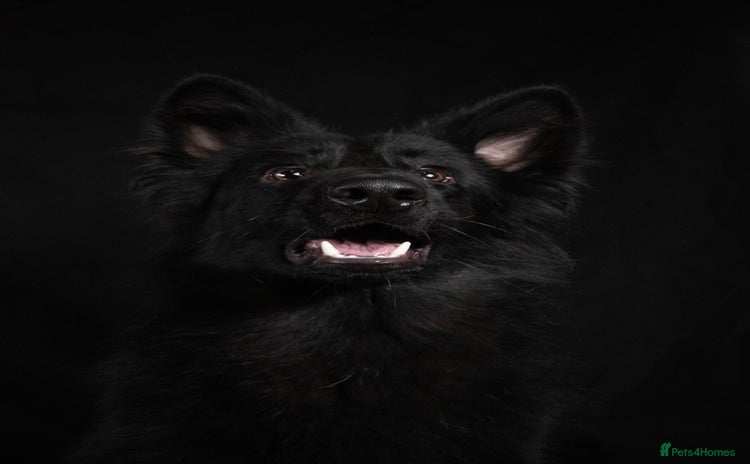 German Shepherd dogs - Advert 1